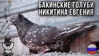 Marble Baku pigeons Evgeniya 2021