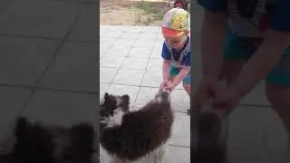 Маламутик и Ярослав