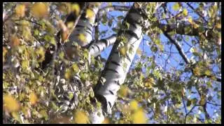 Осень