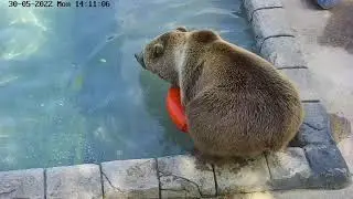 Мишки очень любят круг! / The bears love the lifebuoy!