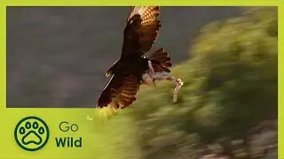 Eagles - The Whole Story 4/13 - Go Wild