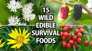 15 Wild Edible Plants, Fruits and Trees for Wilderness Survival