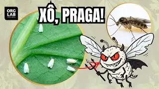 Are there pests in your crops? Am I doing something wrong? How can I get rid of them?