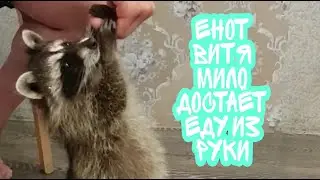 милый енотик просит еду и сам достает ее из рук. енотик еще не ручной и на ручки пока не идет