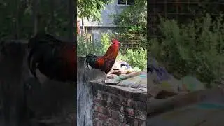 Cock-A-Doodle-Doo | Episode - 06