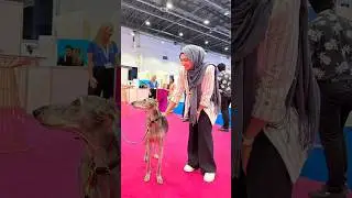 I Can't Believe They Had ACTUAL Dogs At This HR Conference in Dubai... #Events #AnimalLover