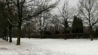 Tree Lane In Winter