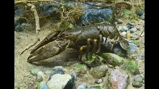 В чём необычность процесса размножения у представителей семейства Речные раки — Astacidae?