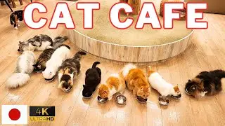 Super Cute Cats Dinner Time in Japan's Cat Cafe🐈❤️🇯🇵 | Cat cafe MOCHA Cat Paradise【4K】15Mins ASMR