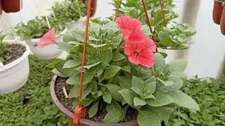 Greenhouse Planter Review. Part 2