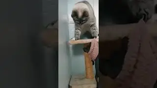 кот и котëнок
