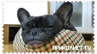 ПРИКОЛЫ НАД ЖИВОТНЫМИ|Приколист TV