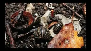 Impact des plantes étrangères sur la biodiversité