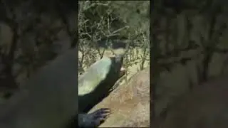 Медоед может атаковать даже человека.
