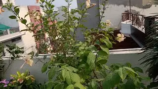 My Simple Garden is live!