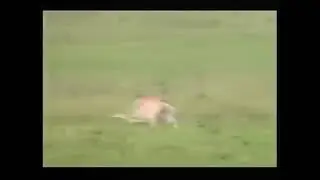 Cheetah attacks to deer | Cheetah Speed