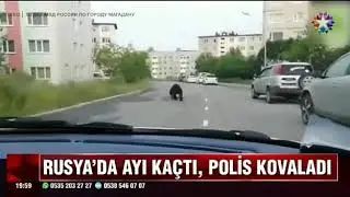 RUSYA'DA AYI KAÇTI,POLİS KOVALADI