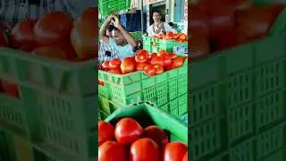 Punganur tomato Market 🍅🍅🍅 4/10/2024 #tomato #punganurtomatomarket #trending #tomatomarket