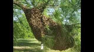 Really Convenient Honeybee Swarm Retrieval