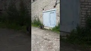 Дворняги держаться всегда вдвоем, уже не лают, просто наблюдают. Повзрослели и поумнели 😁