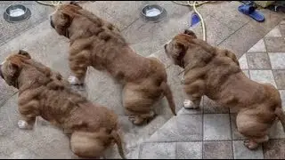 TOP 10 MOST MUSCULAR DOG BREEDS