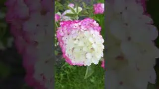 #озеленение #springflowers #дача #springseason #озеленениеучастка #springseasonflowers #music