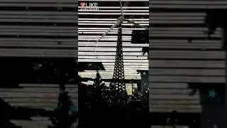 Попугай сахар чай