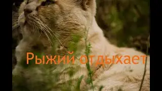 Рыжий котик умывается!