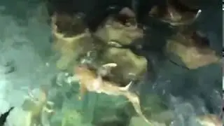 Скаты едят