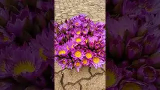 Bees on lotus (slow motion)