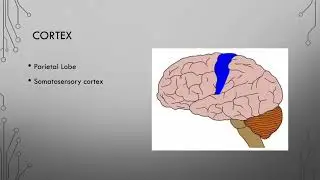 9 Cerebral Cortex Part 2