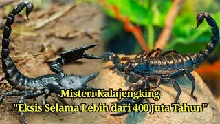 Misteri Kalajengking: 7 Fakta Menarik yang Tak Terungkap