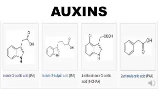 Auxins