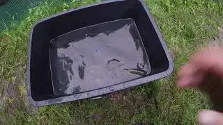 Взвешиваем  Форель