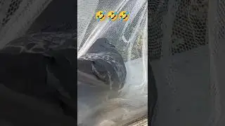 Голубь запутался в сетке на окне 🤣🤣🤣 #barsikmyr #рек #подпишись #голубь #забавно #прикол #птица