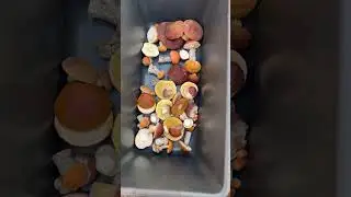 Боровики Карелии 7.09.2023 часть 1