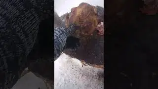 губа лося