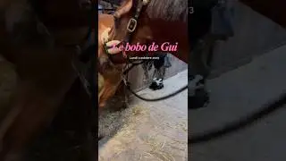 On a failli lui couper la jambe 🐴 
