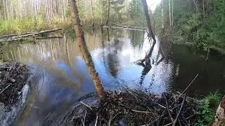 ОХОТА НА БОБРА.  ЗАПРУДИЛИ ВСЕ КАНАВЫ