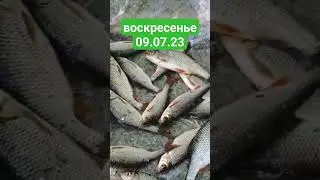 🎣 На что ловить плотву летом поплавок плюс кормушка
