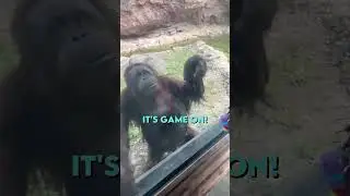 Smart Orangutan tries to sneak in some Candy 😂❤️