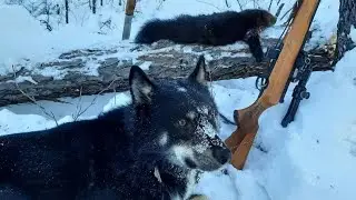 Охота на соболя с лайками. Трудовой соболь