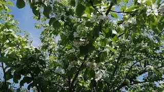 Обзор моего сада-огорода на 25.05.23. Жара, 3 недели без дождей... 😒😒😒