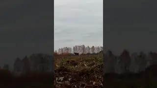 сохатый торопится