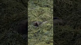 Otters playing in seaweed 🦦🦦 #shorts