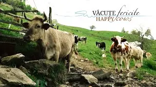 Văcuțe fericite  |  Happy cows