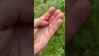 Мини мини мини помидоры 🍅🍅🍅