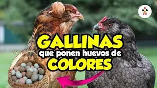 ¿Quieres huevos de colores? Estas son las gallinas que las ponen 🐔