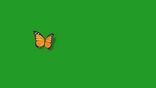 Butterfly effect green screen video
