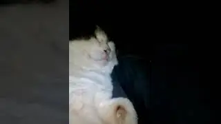 мой Хомяк))))